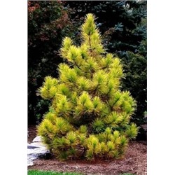 Сосна кедровая Ауреовариегата (Pinus cembra Aureovariegata) С5