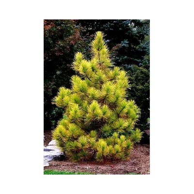 Сосна кедровая Ауреовариегата (Pinus cembra Aureovariegata) С5