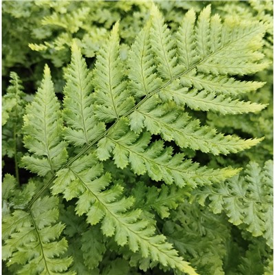 Dryopteris filix-mas ‘Barnesi’