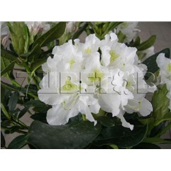 Rhododendron hybriden Cunningham's White С5