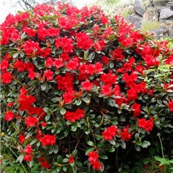 Rhododendron 'Tiny Creeper'