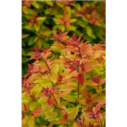 Спирея японская (Spiraea japonica `Pink and Gold`)