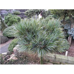 Pinus koraiensis 'Amba'