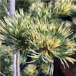 Pinus	parv. Fukai