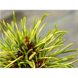 Pinus koraiensis 'Golden Eye' 	20-25 cm cont. 5,0L