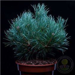 Pinus	sylv. Chantry Blue