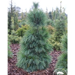 Pinus	schwer. Wiethorst