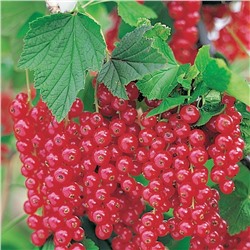 Смородина красная (Ribes rubrum `Rovada`) С5