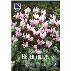 Цикламен hederifolium