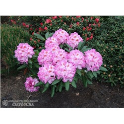 Rhododendron Kazimierz Odnowiciel / Royal Violet
