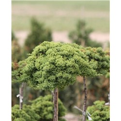 Juniperus	proc. Nana