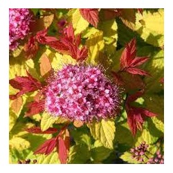Спирея Spiraea japonica `Pink and Gold` С3