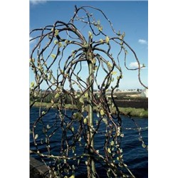 Salix cap. Curly Locks	Ива