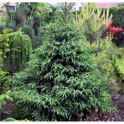 Ель чёрная Байснери (Picea mariana Beissneri) C5
