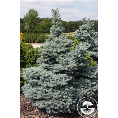 Picea pungens Hoto