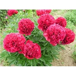 Молочноцветковый Red Sarah Bernhardt (3-5)