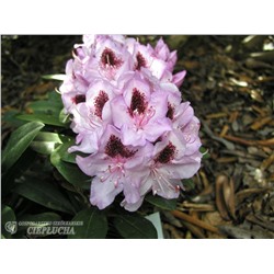 Rhododendron hybriden Humboldt