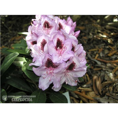 Rhododendron hybriden Humboldt