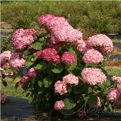 Hydrangea arborescens Pink Annabelle II PW