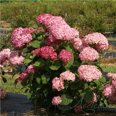 Hydrangea arborescens Pink Annabelle II PW