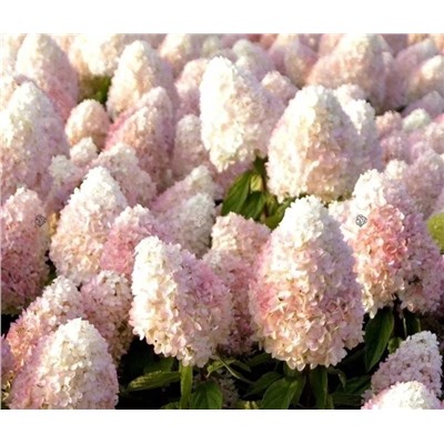 Hydrangea paniculata Magical Sweet Summer stem 70-80