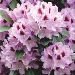 Rhododendron	Humboldt C5