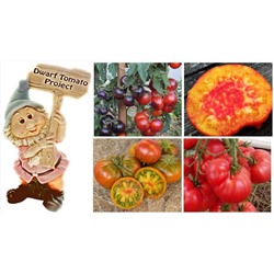 ФОРМУЛА ГНОМ лучшие сорта Dwarf Tomato Project