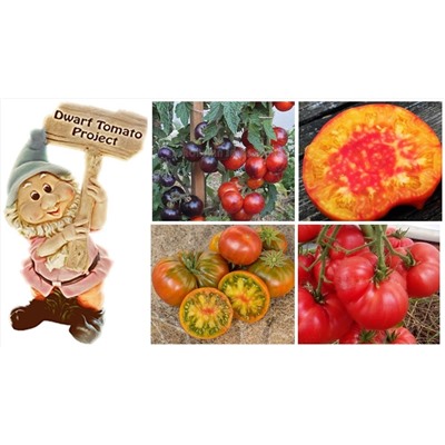 ФОРМУЛА ГНОМ лучшие сорта Dwarf Tomato Project