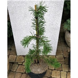 Pinus mugo 'Veil'	40-50 cm cont. 10L