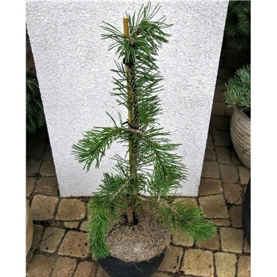 Pinus mugo 'Veil'	40-50 cm cont. 10L