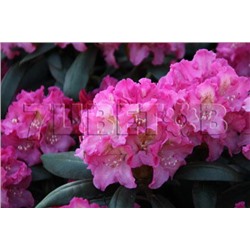 Rhododendron yakushimanum Kalinka  C5