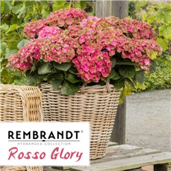Гортензия крупнолистная  macr Rembrandt Rosso Glory