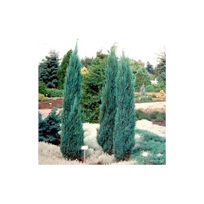 Juniperus scopulorum 'Blue Arrow'