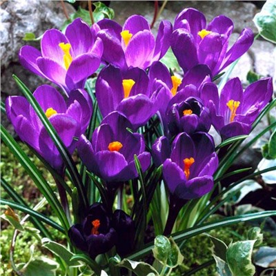 Crocus	Крокус	Flower Record (10 шт)