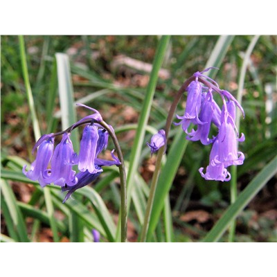 Hyacinthoides	Гиацинтоидес	non-scripta (15 шт)