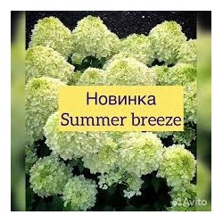 Hydrangea paniculata `Summer Breeze`
