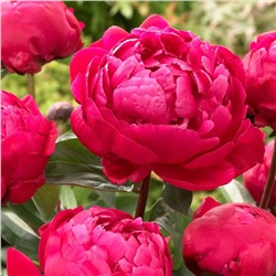 молочноцветковый	Red Sarah Bernhardt (3-5)