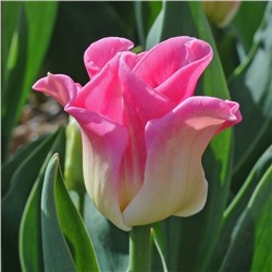 Tulipa	Тюльпан	Crown of Dynasty (10 шт)