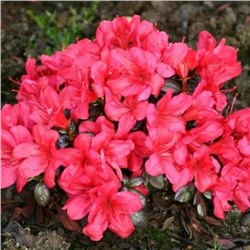 Rhododendron	Maruschka С1