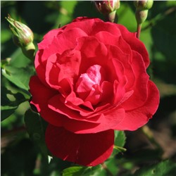 Роза канадская Аделаид Худлесс