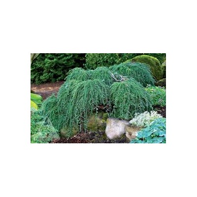 Tsuga canadensis 'Cole's Prostrate'	20-25 cm cont. 3,0L