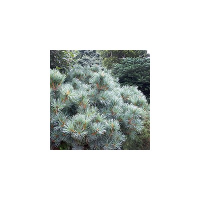 Pinus pumila 'Blue Mops'	C2	20/25