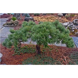 Сосна	Pinus	strob. Ontario