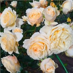 Роза флорибунда Cream Abundance