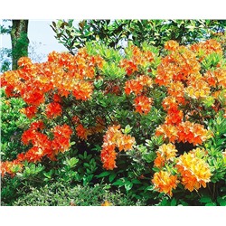 Rhododendron (Род-н) Klondyke   C5
