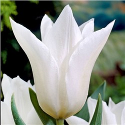 Tulipa	Тюльпан	White Triumphator (10 шт)