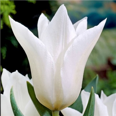 Tulipa	Тюльпан	White Triumphator (10 шт)