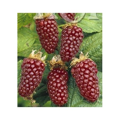 Rubus	Ежемалина	Thornless Loganberry бесшипная