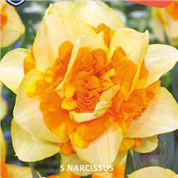 Narcissus	Нарцисс	Suncatcher (5 шт)