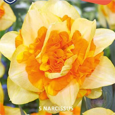 Narcissus	Нарцисс	Suncatcher (5 шт)